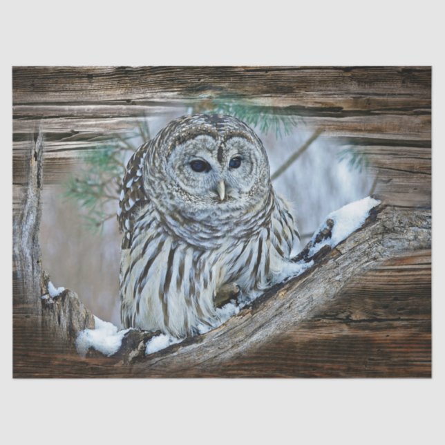 Papel De Seda Coruja (Frente )