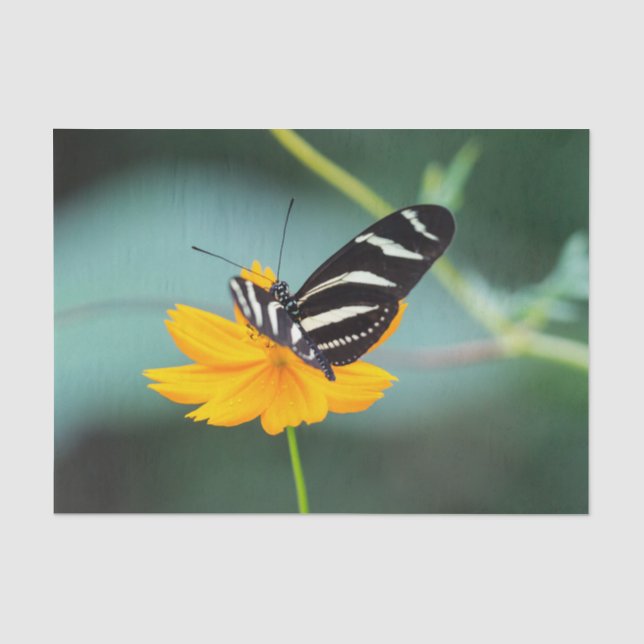 Papel De Seda Costa Rica - Borboleta Longwing Zebra (Frente )
