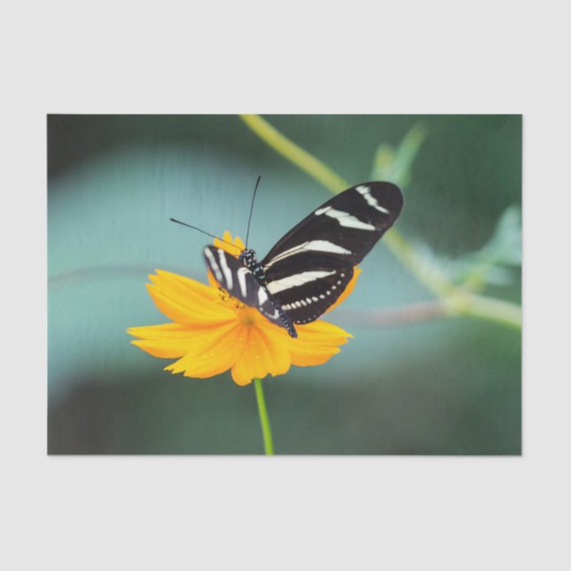 Papel De Seda Costa Rica  - Zebra Longwing Butterfly (Frente )