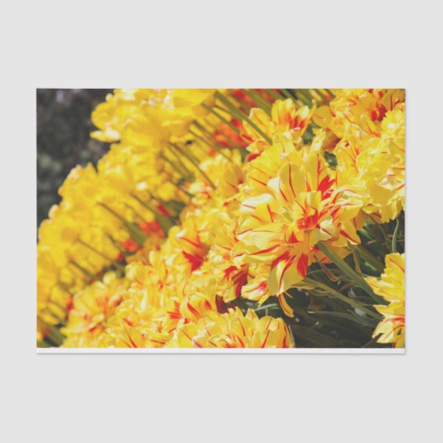 Papel De Seda Crescendo em Dourado (Frente )