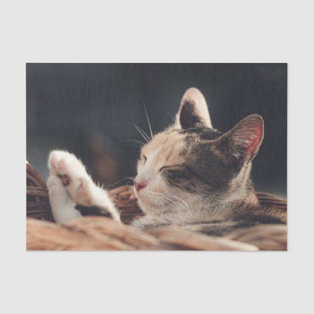 Papel De Seda Criança com Gatinho dormindo (Frente )