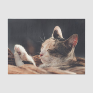 Papel De Seda Criança Gatinho dormindo