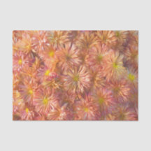 Crisântemo Flor Rosa Amarela Decoupage Bonito