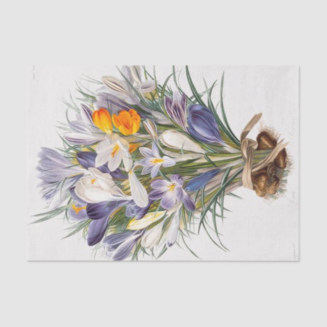 Papel De Seda Crocus Primavera Fllower Arte Botânica (Frente )