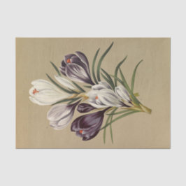 Papel De Seda Crocus Vernus. Var. por Arentina Hendrica Arendsen