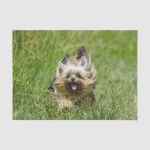 Papel De Seda Cute Yorkshire Terrier passando por Grass