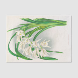 Papel De Seda Cymbidium Mastersii (Orchid) por Jean Jules Linden