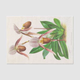 Papel De Seda Cypripedium Selligerum Majus por Jean Linden