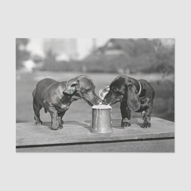 Papel De Seda Dachshund Dogs Bebendo Beer (Frente )