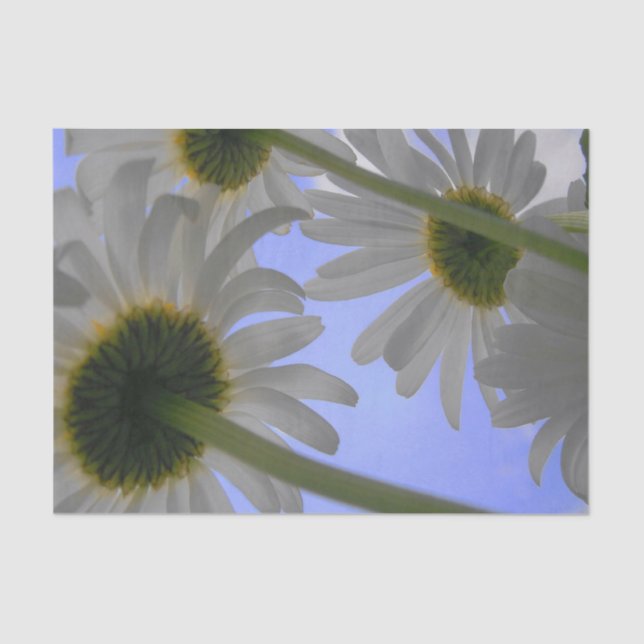 Papel De Seda Daisy Day (Frente )