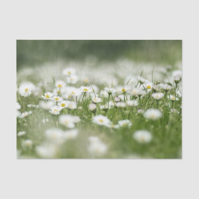 Papel De Seda Daisy Meadow (Frente )