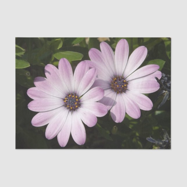 Papel De Seda Daisy Tissue Paper (Frente )