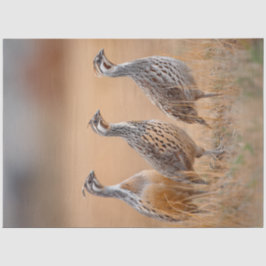 Papel De Seda Decoupage 3 Aves de Gambel no Campo de Grama de Sa