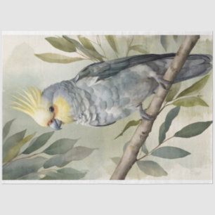 Papel De Seda Decoupage da Árvore Cockatiel Eucalyptus