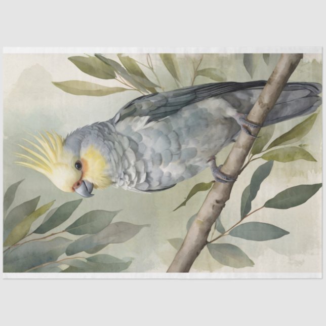 Papel De Seda Decoupage da Árvore Cockatiel Eucalyptus (Frente )