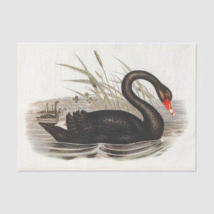 Papel De Seda Decoupage da Vintage em Swan Negro