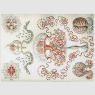 Papel De Seda Decoupage do Sea Anthomedusae Ernst Haeckel