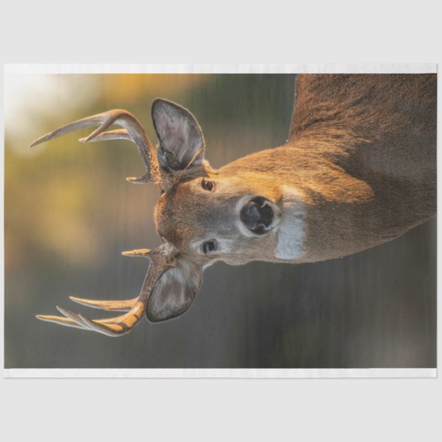Papel De Seda Deer Face (Frente )