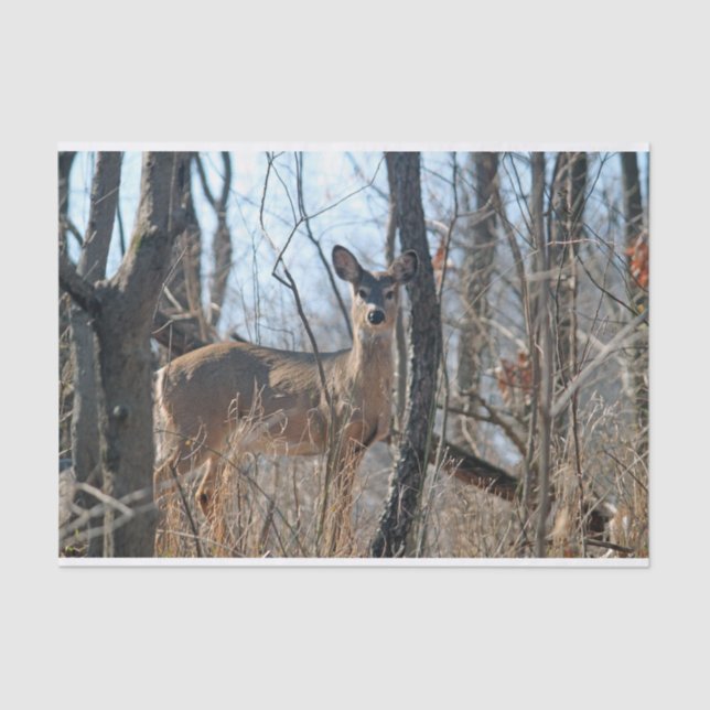 Papel De Seda Deer Woods Autumn (Frente )