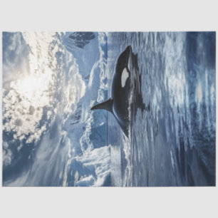 Papel De Seda Desacoplamento de Águas Gicas de Orca de Baleia As