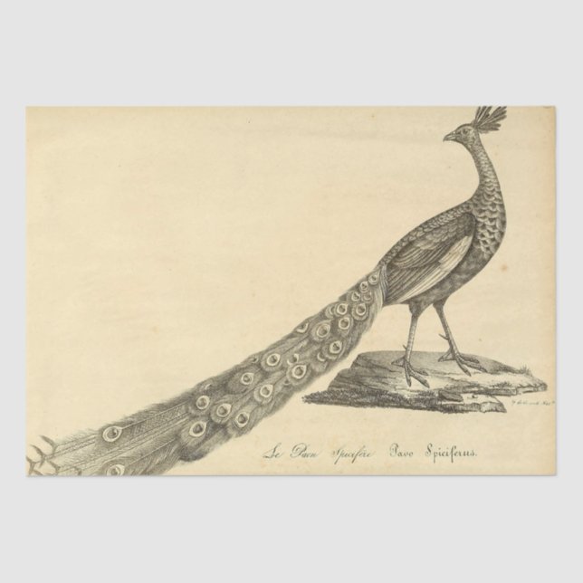 Papel De Seda Desacoplamento de Ephemera Peacock (Frente )