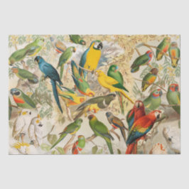 Papel De Seda Desanexação de Parques Tropicais de Aves Vintage E