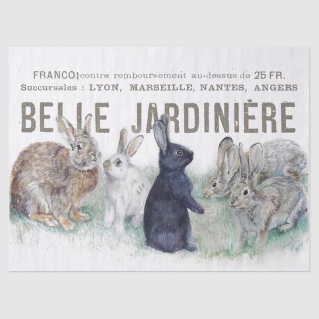 Papel De Seda Descaptação de coelho coelho do jardim francês (Frente )