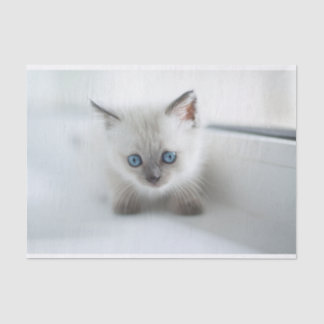 Papel De Seda Desejo-lhe: Gatinho branco perdido com olhos azuis