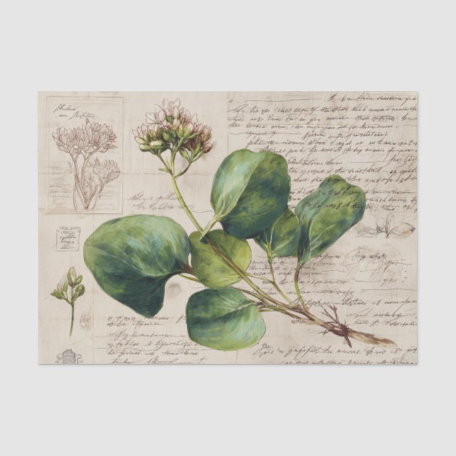 Papel De Seda Desenho Botânico da Natureza (Frente )