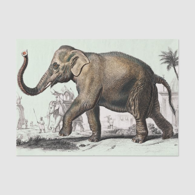 Papel De Seda Desenho de elefante ventilado (Frente )