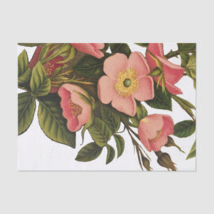 Papel De Seda Desenho de Ilustração de Arte de Flor Rosa