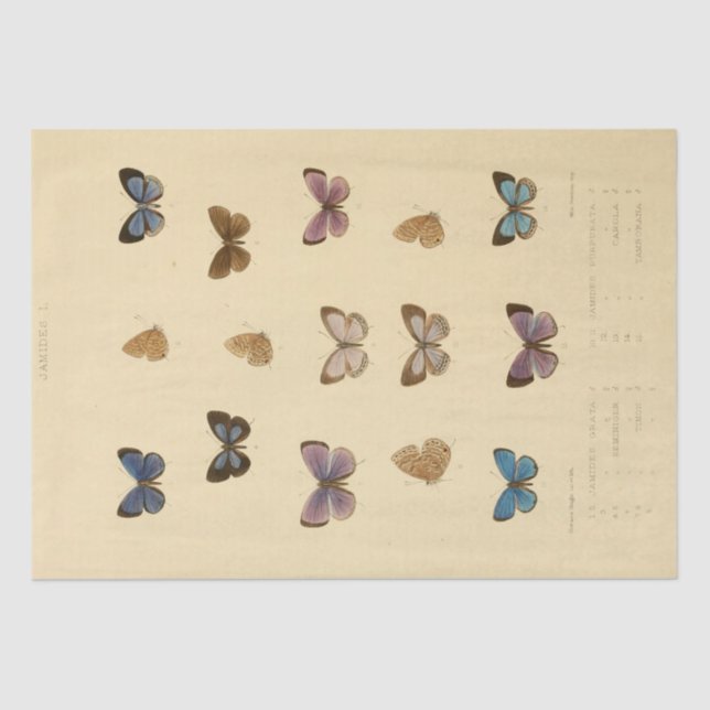 Papel De Seda Desligamento da Borboleta do Script Ephemera Vinta (Frente )