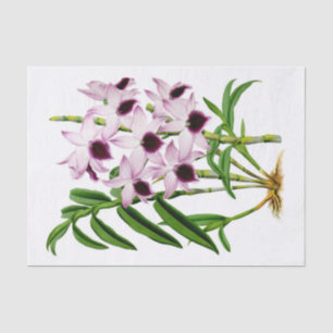 Papel De Seda Desligamento da Flor Orquídea Branca em Vintage
