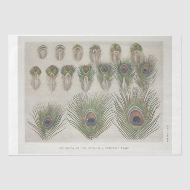 Papel De Seda Desligamento de Ephemera de Pavock Feather (Frente )