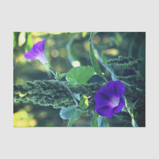 Papel De Seda Desligamento de Flores Gloriosas da Manhã Selvagem (Frente )