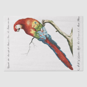 Papel De Seda Desligamento de Pássaros Tropicais do Papagaio