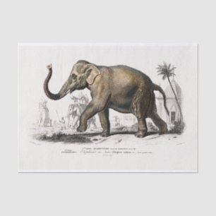 Papel De Seda Desligamento do Impressão de Elefante Asiático V