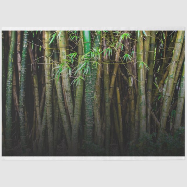 Papel De Seda Desnuvem de Floresta de Bambu 11 Fundo 2 (Frente )