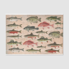 Papel De Seda Desocupação de Peixes águas frescas da América do 