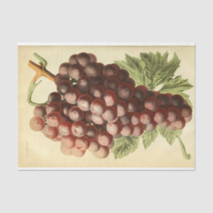 Papel De Seda Desvinculação de Ephemera de Vinho Roxo Vermelho