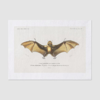 Papel De Seda Desvinculação de morcegos