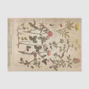 Papel De Seda Diagrama de Flores de Vintagem Desacoplamento Cien