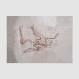 Papel De Seda Dinossauro Ossos Arte Pré-Histórica Antiga