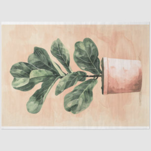 Papel De Seda Dissociação de Fig Plant Fiddle Fiddle