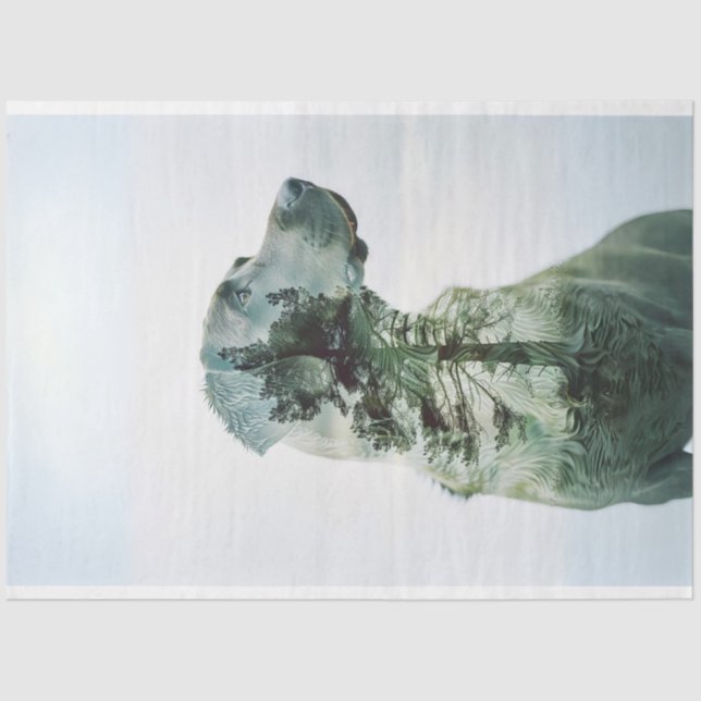 Papel De Seda Dissociação de filmes expostos ao laboratório de s (Frente )