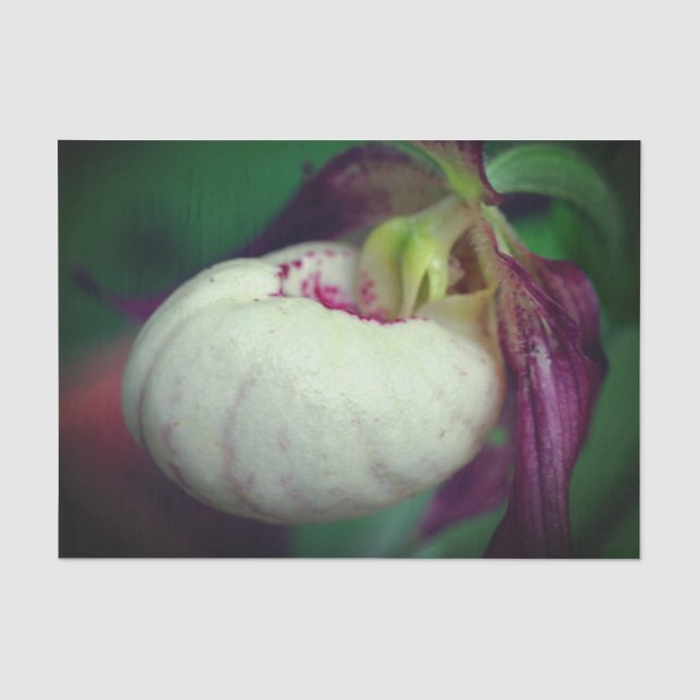 Papel De Seda Dissociação de Flor de Orquídea Branca (Frente )