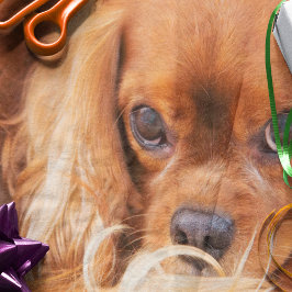 Papel De Seda Doce Amigo Cavalier King Charles