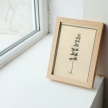 Documento de Dissociação do Estudo Botânico