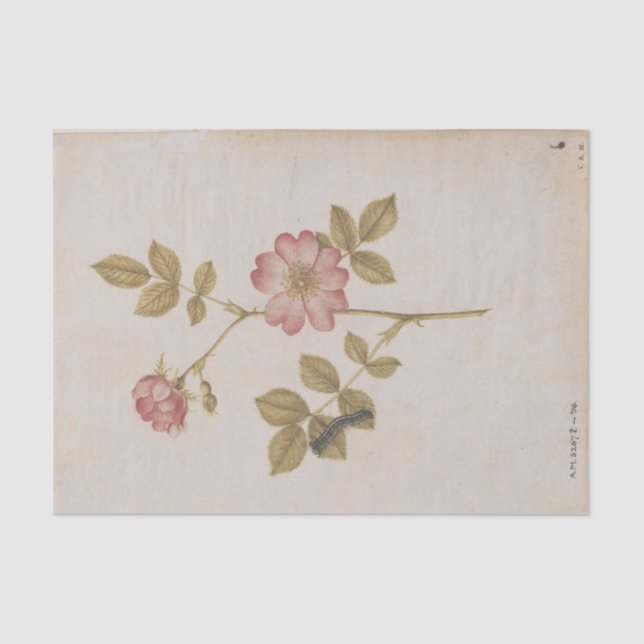 Papel De Seda Dois Rosas de Cachorro e uma lagarta de Mama Lacke (Frente )