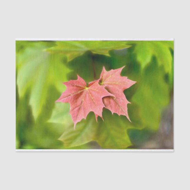 Papel De Seda Duas folhas de maple (Frente )